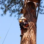 High Ropes: Leap of Faith Element