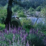 Tent camping among the lupines at Mother Lode River Center.
