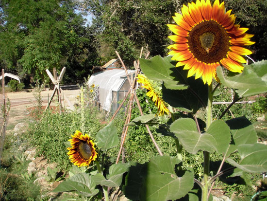 organic garden at Mother Lode River Center